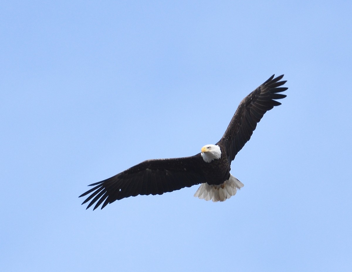 Bald Eagle - ML616528687