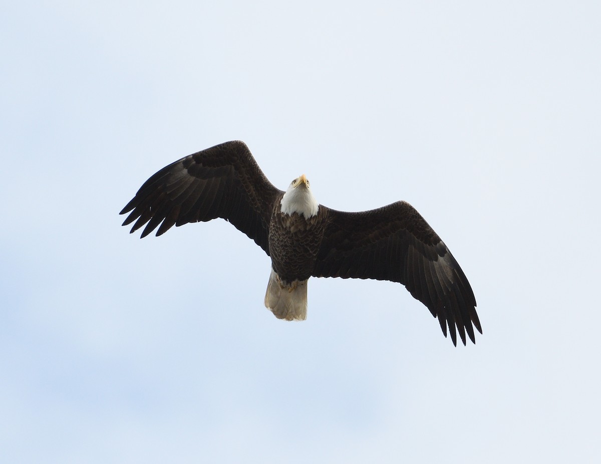 Bald Eagle - ML616528689