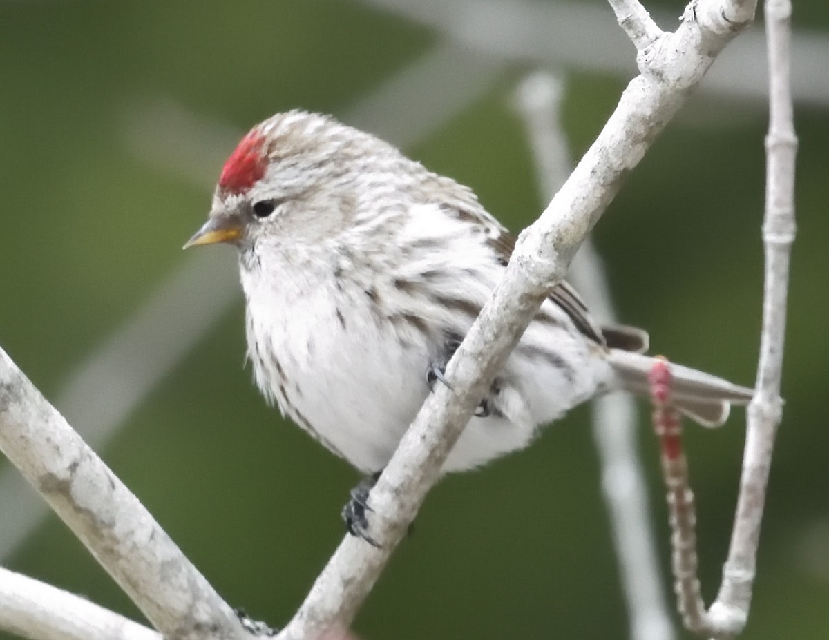 Common Redpoll - ML616528724