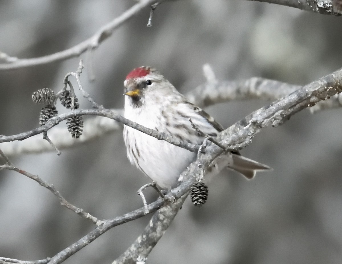 Common Redpoll - ML616528725