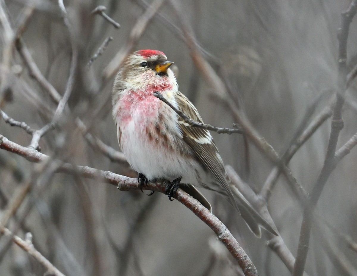 Common Redpoll - Margaret Hough