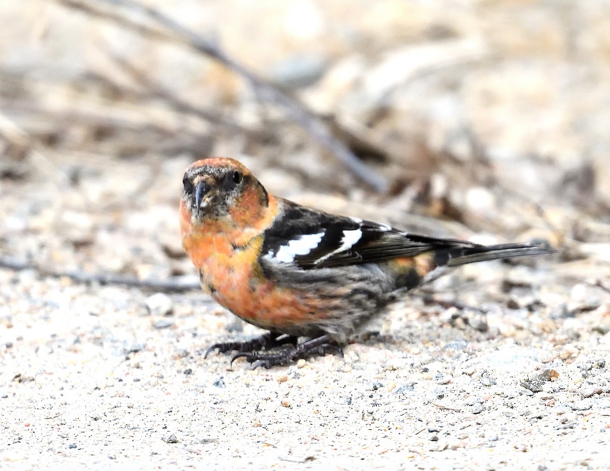 White-winged Crossbill - ML616528755