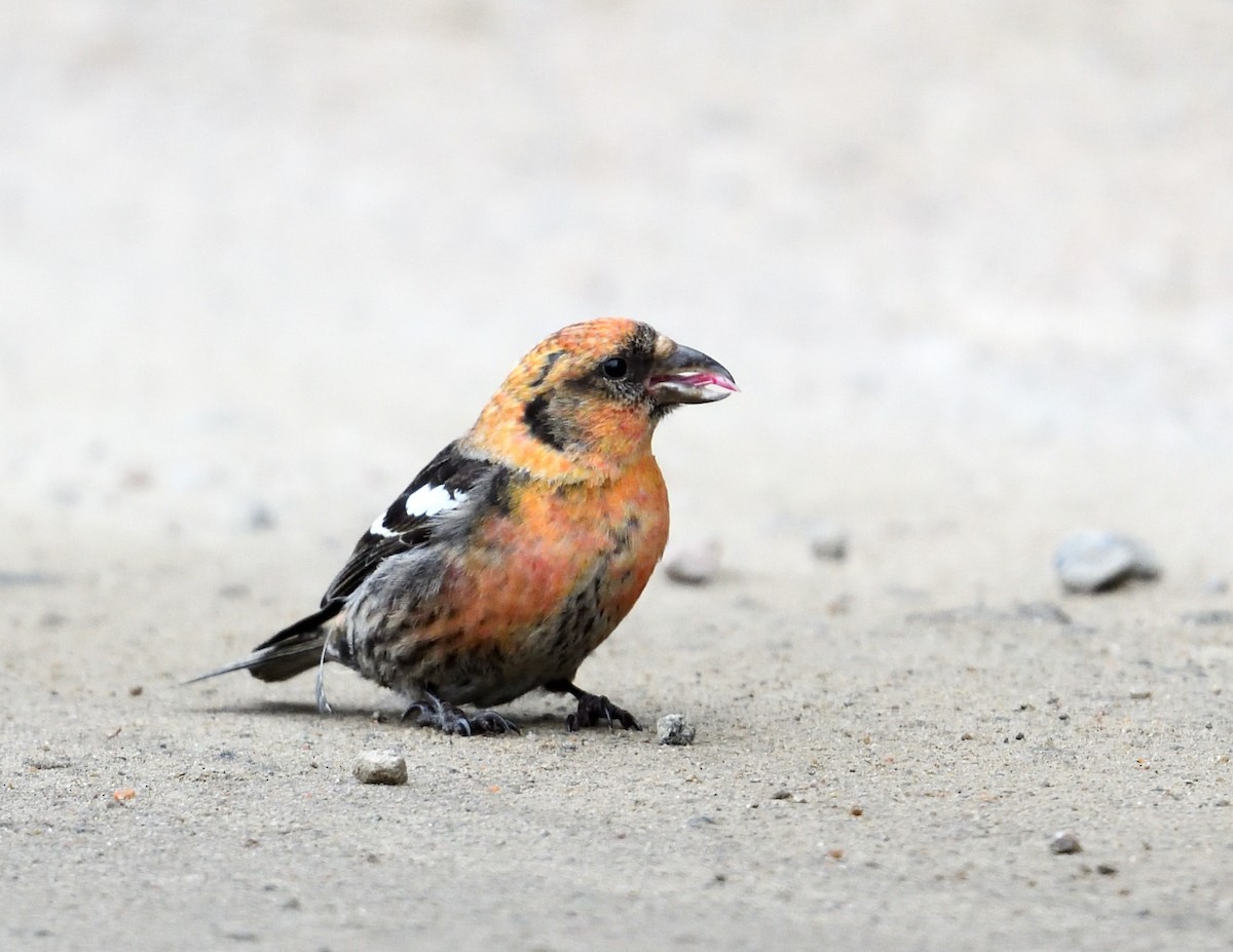 White-winged Crossbill - ML616528756