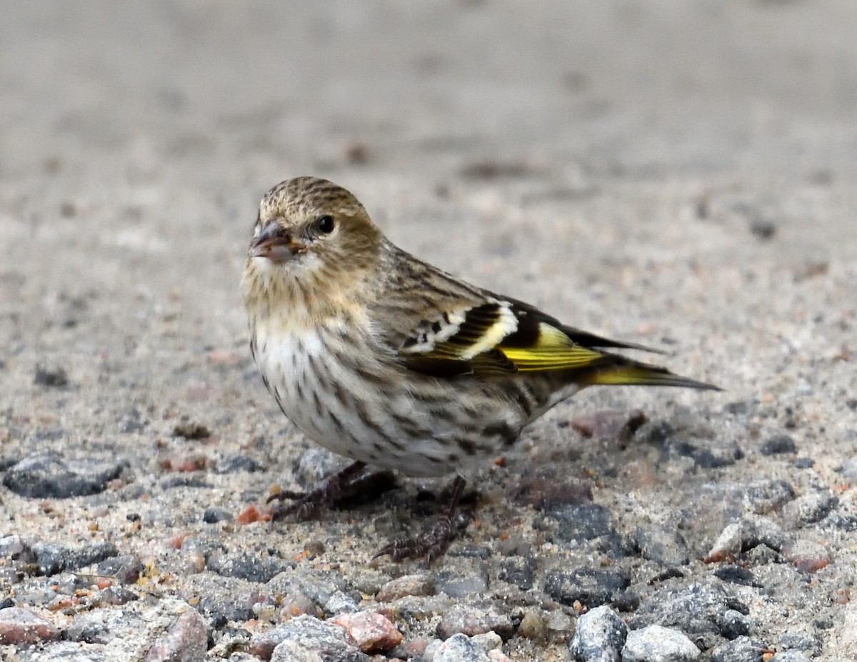 Pine Siskin - ML616528758