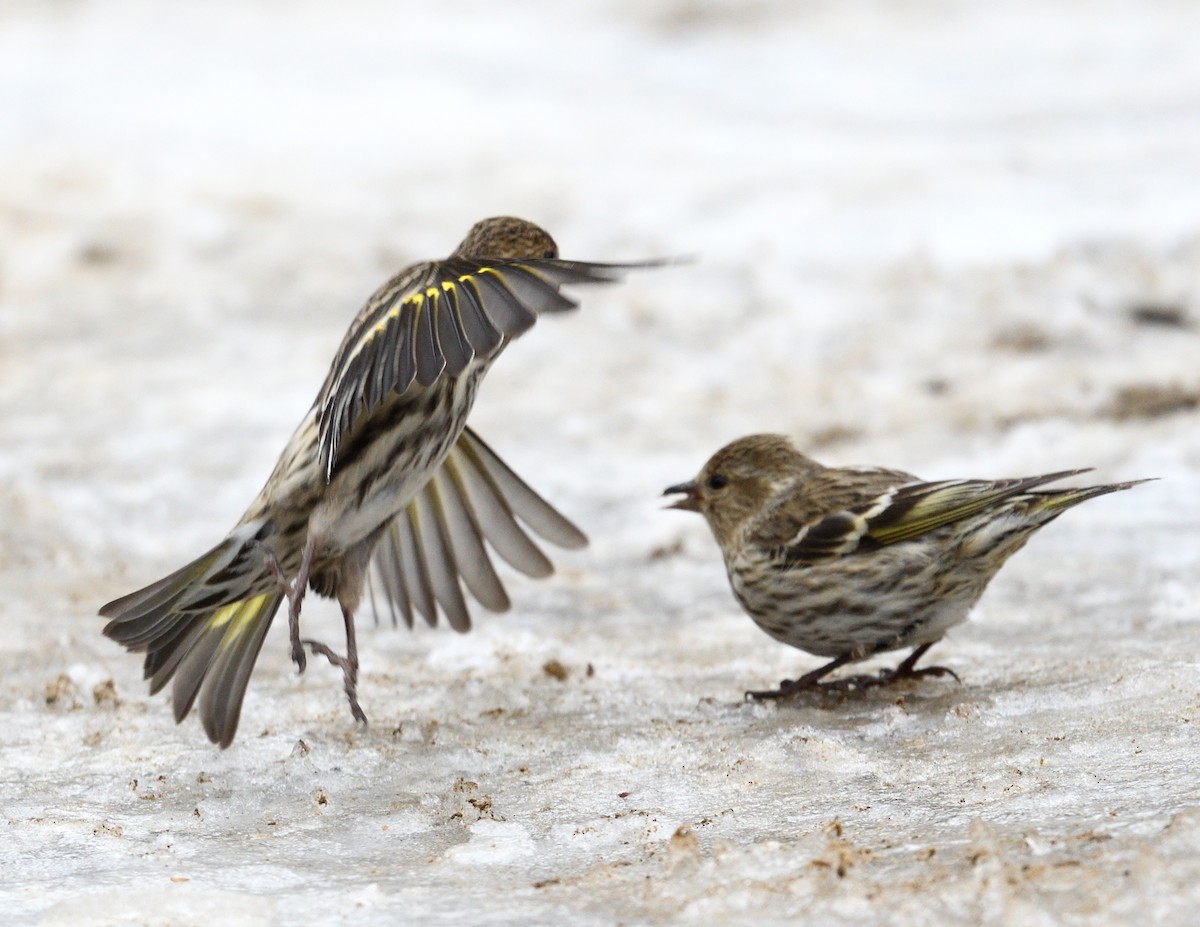 Pine Siskin - ML616528759