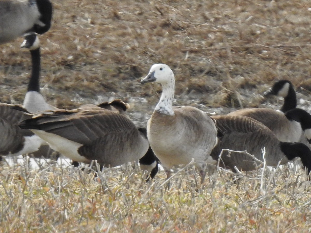 Snow x Canada Goose (hybrid) - ML616528797