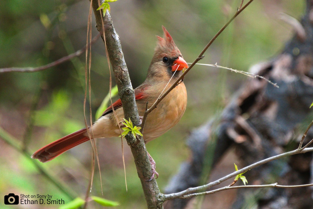 Northern Cardinal - ML616528809