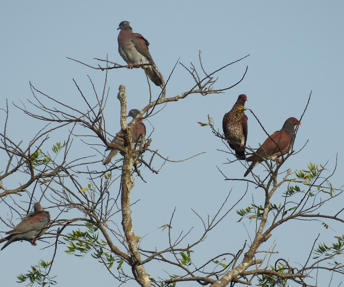 Scaled Pigeon - ML616528816