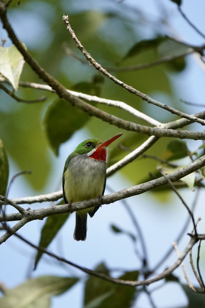 Puerto Rican Tody - ML616528872