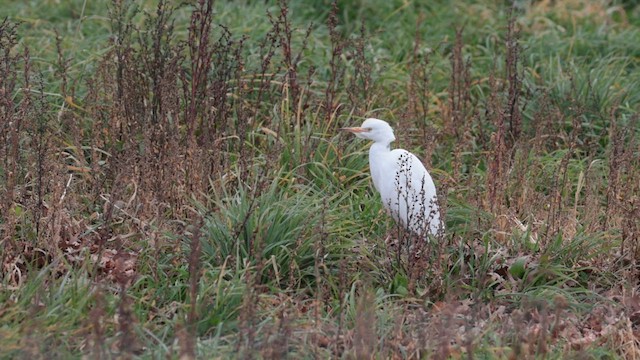 Египетская цапля (ibis) - ML616528896