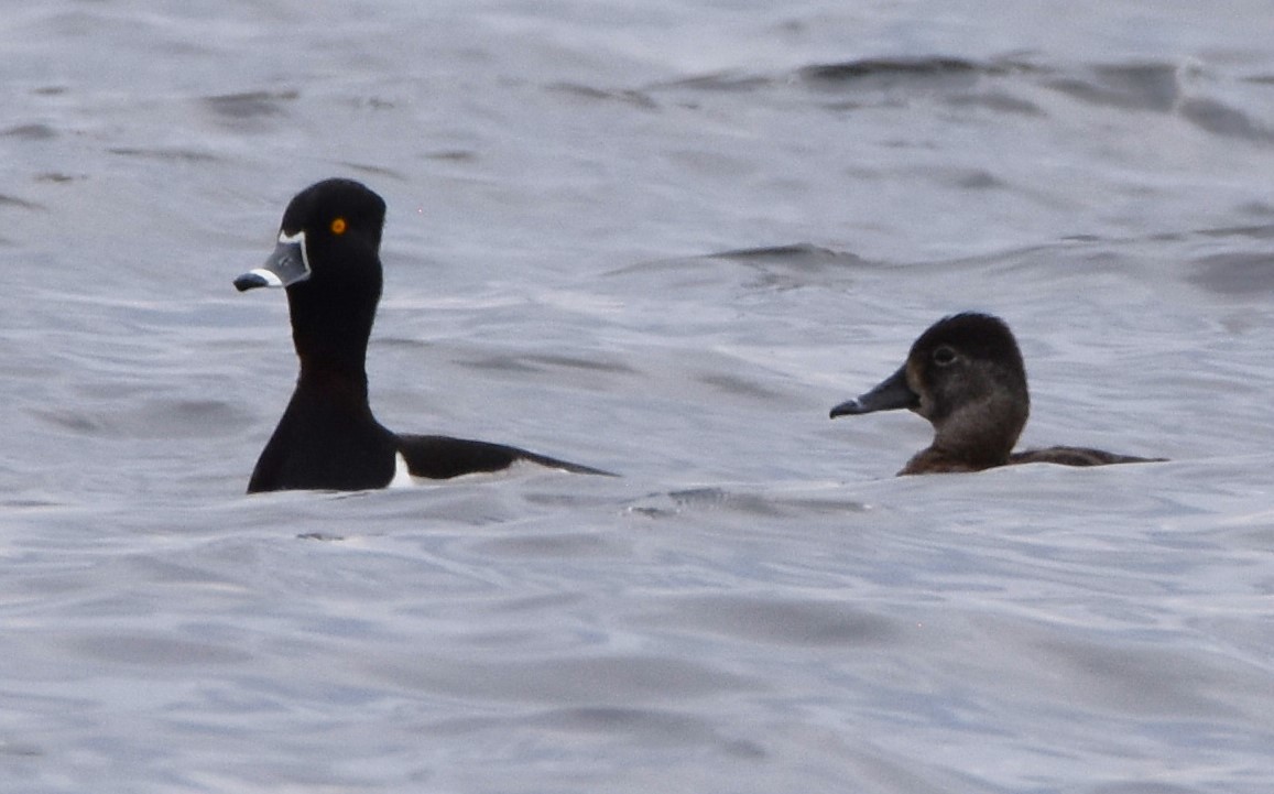 Ring-necked Duck - Ted Stewart