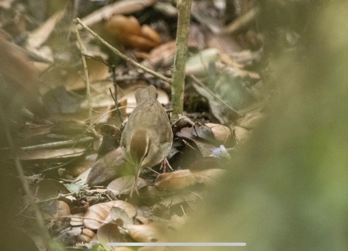 Swainson's Warbler - ML616528904