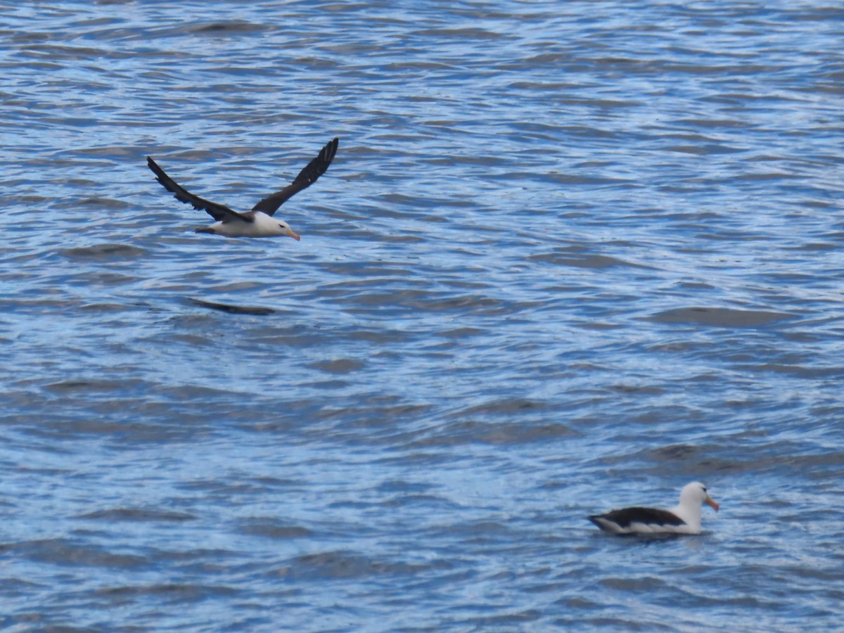 Black-browed Albatross - Nilo Mitra