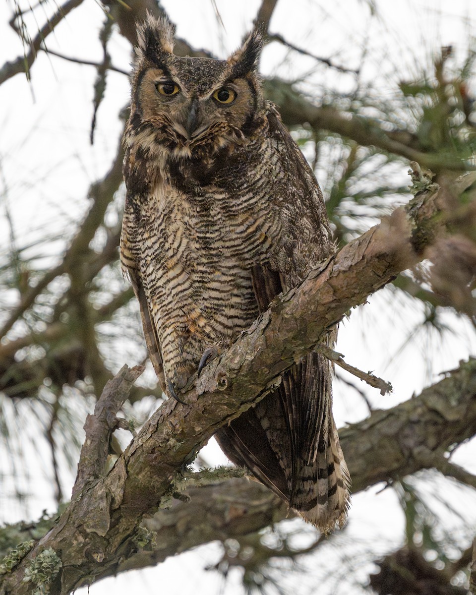 Great Horned Owl - ML616528912