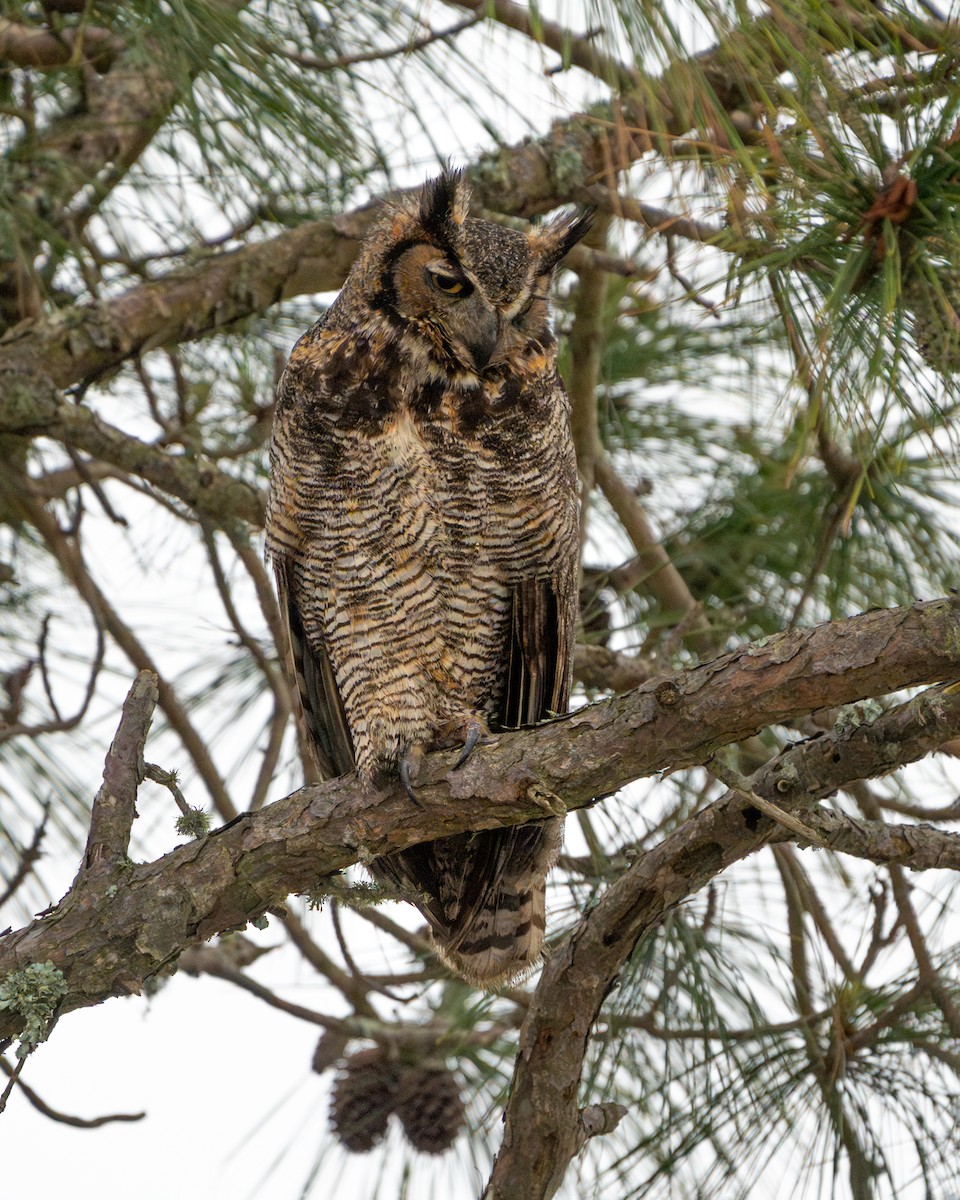 Great Horned Owl - ML616528913