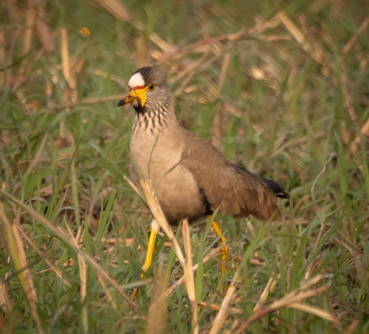 Wattled Lapwing - ML616528925