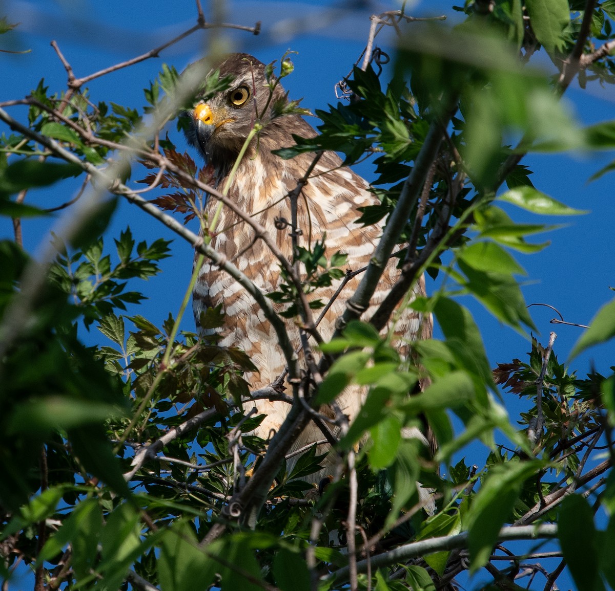 Roadside Hawk - ML616528935