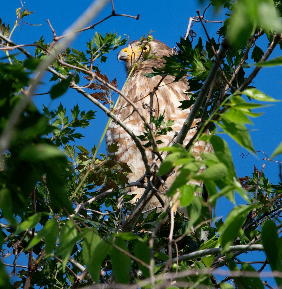 Roadside Hawk - ML616528936