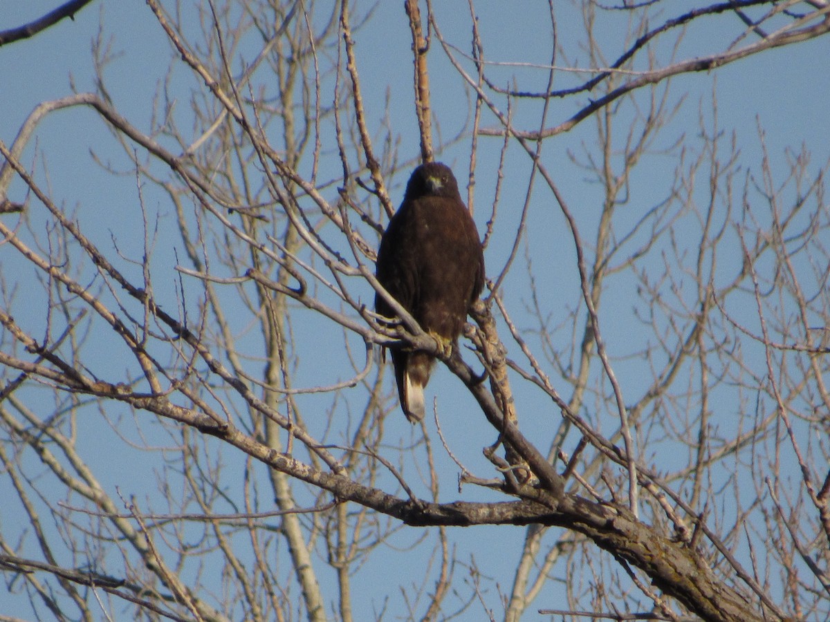 Red-tailed Hawk (Harlan's) - ML616528941