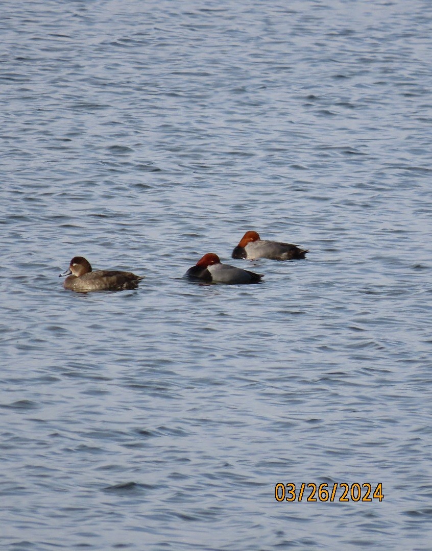 Redhead - ML616528983