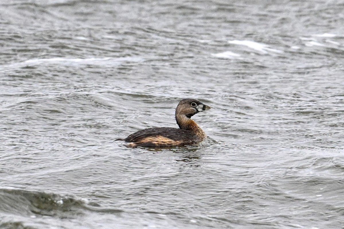 Pied-billed Grebe - ML616528993