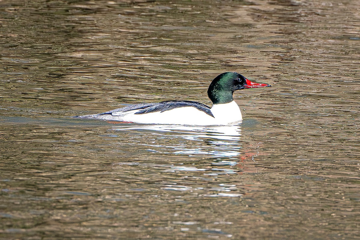 Common Merganser - ML616528997