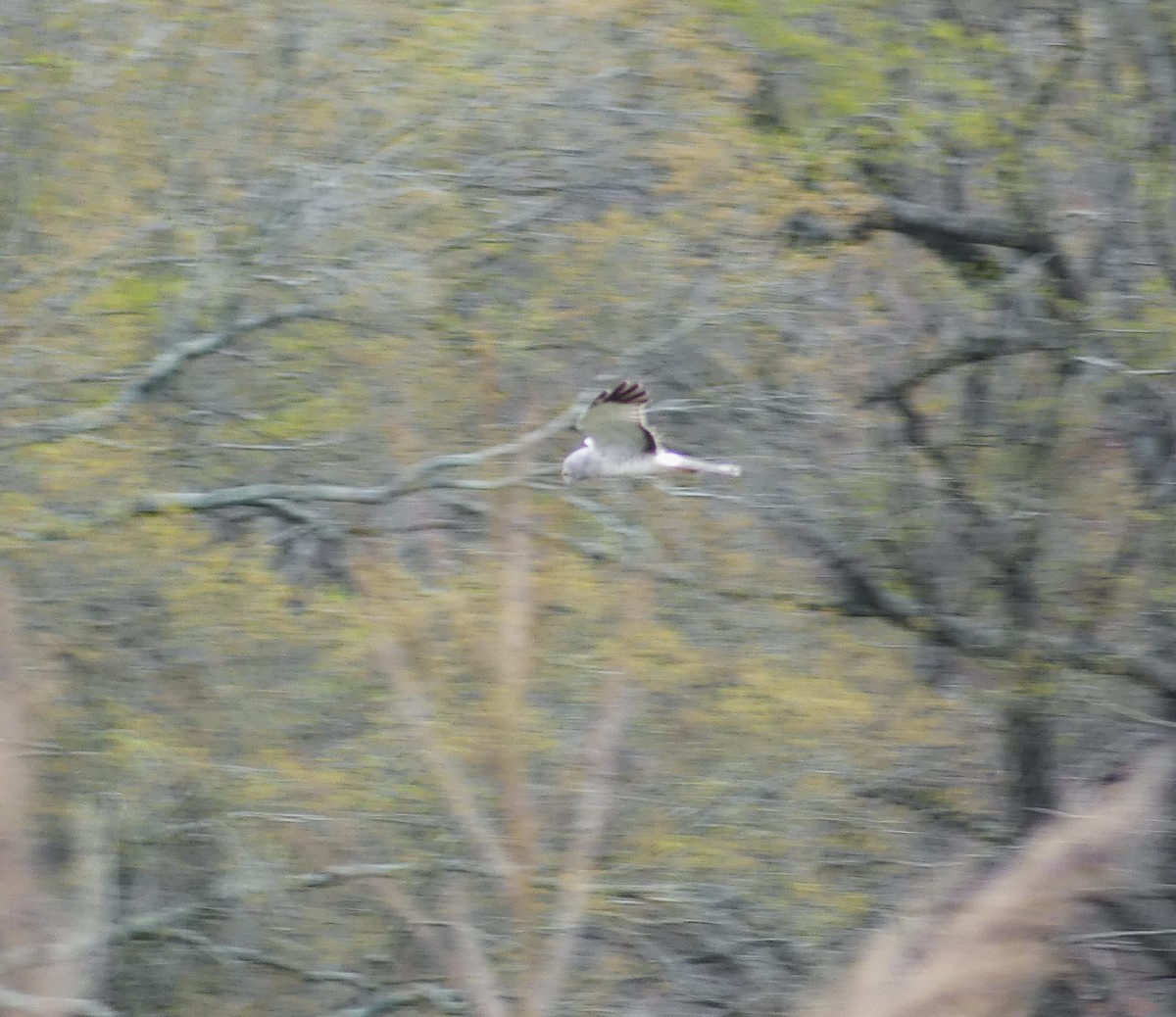 Northern Harrier - ML616529034