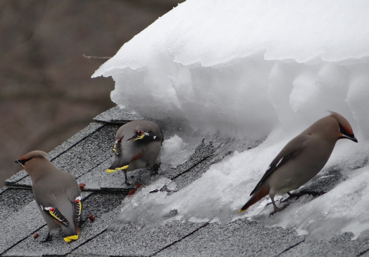 Bohemian Waxwing - ML616529047