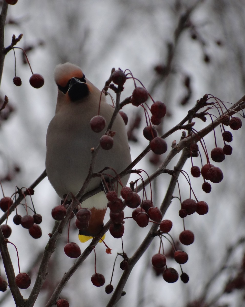 Bohemian Waxwing - ML616529048