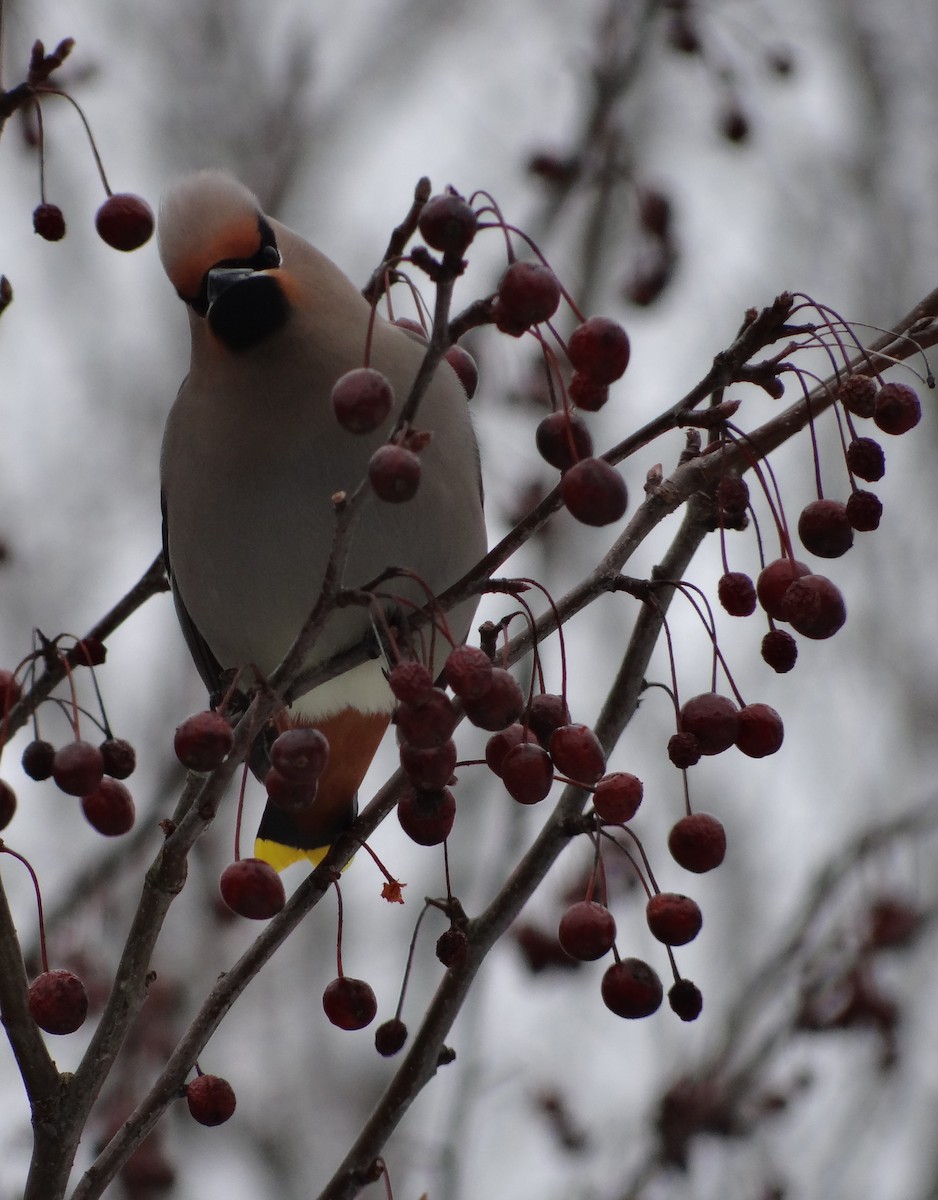 Bohemian Waxwing - ML616529049