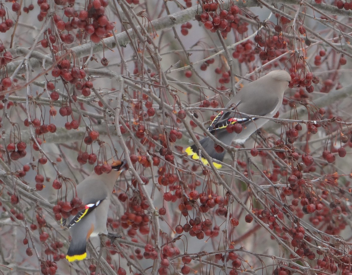 Bohemian Waxwing - ML616529050