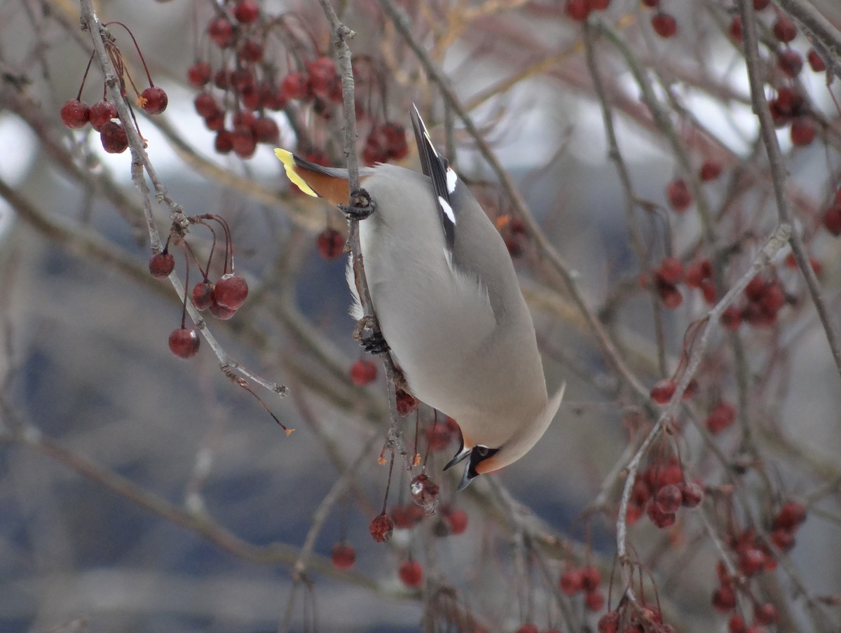 Bohemian Waxwing - ML616529051