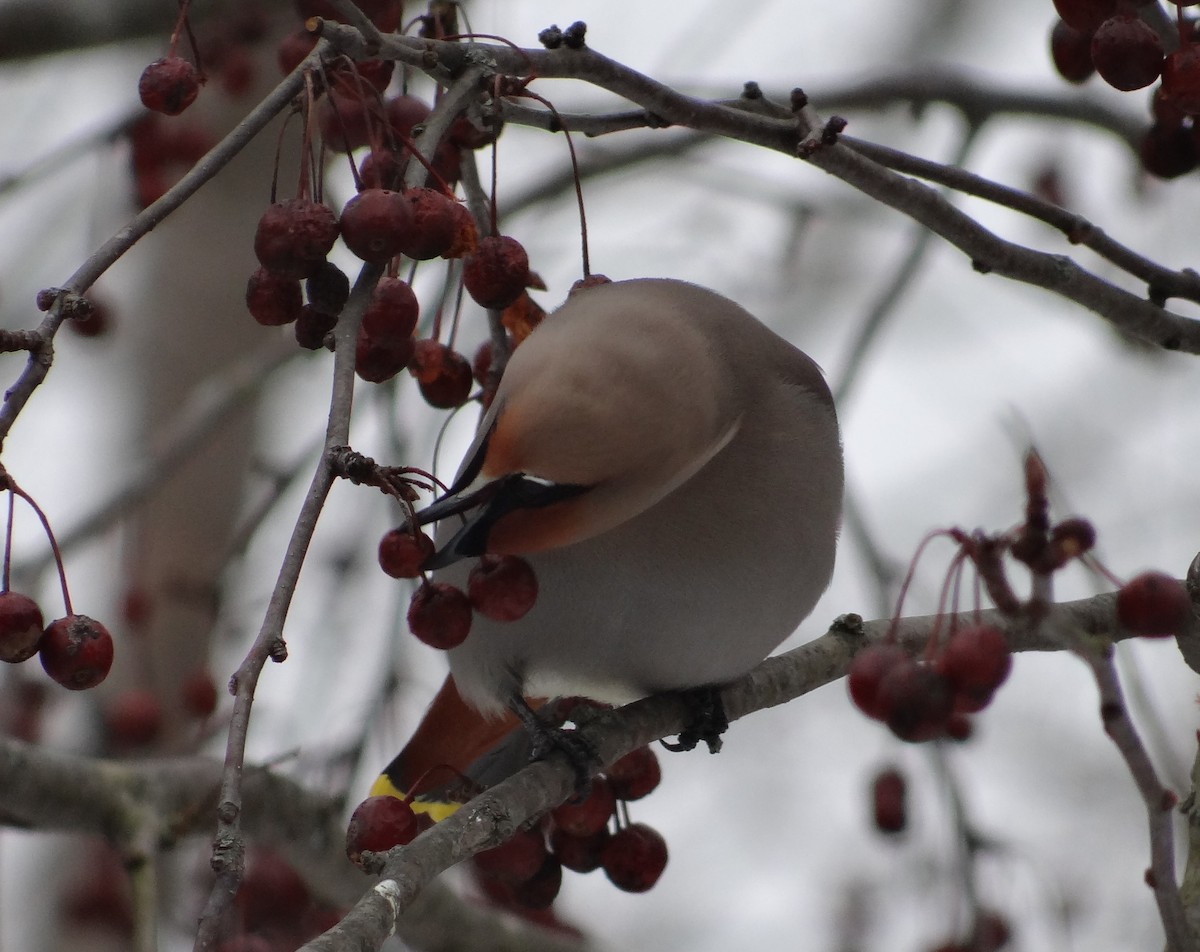 Bohemian Waxwing - ML616529052