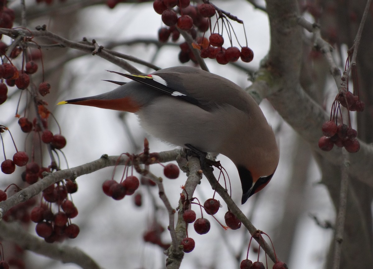 Bohemian Waxwing - ML616529053