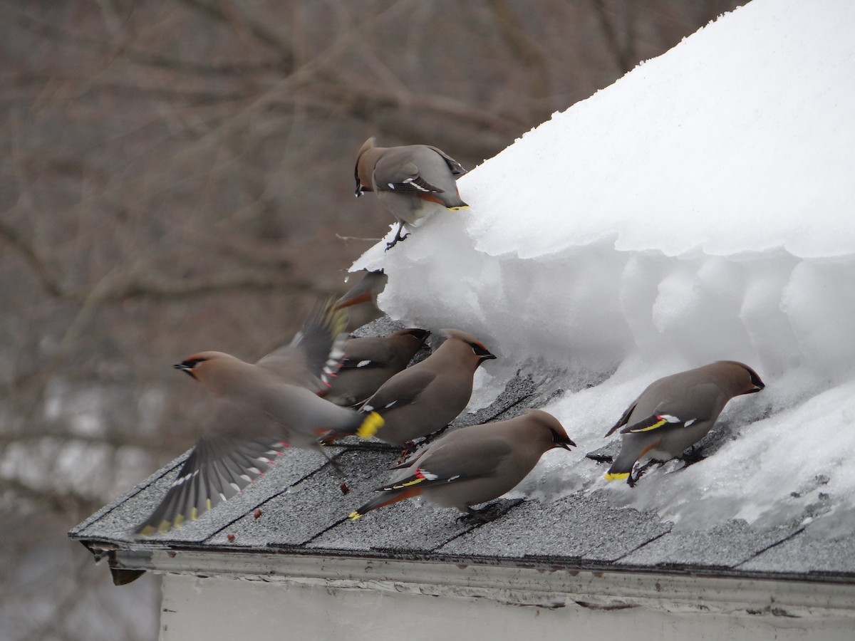 Bohemian Waxwing - ML616529054