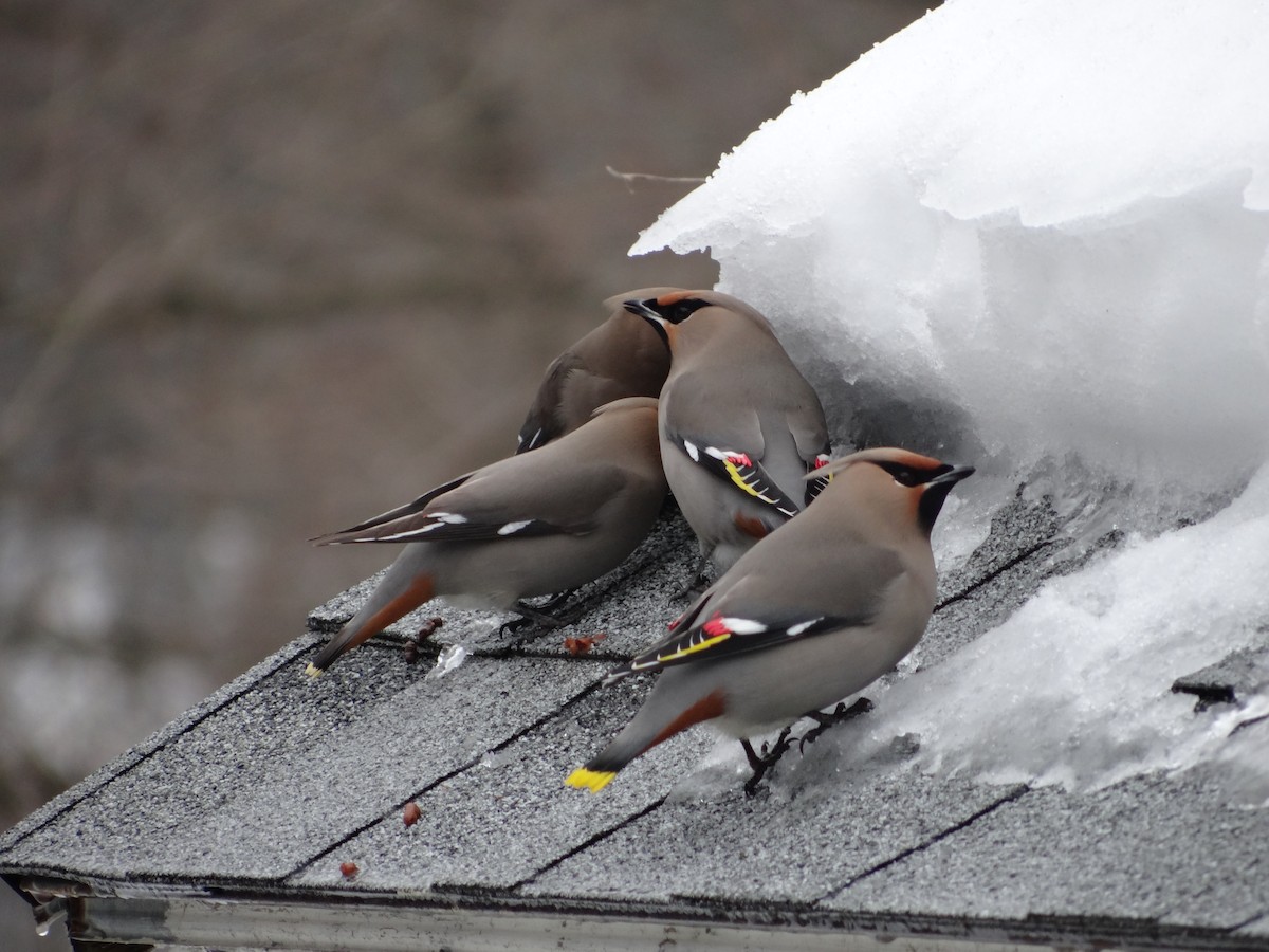 Bohemian Waxwing - ML616529055