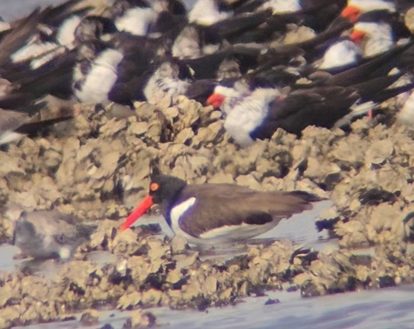 American Oystercatcher - ML616529058