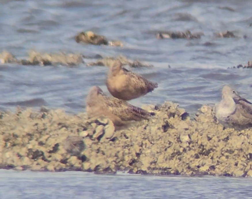 Marbled Godwit - ML616529096