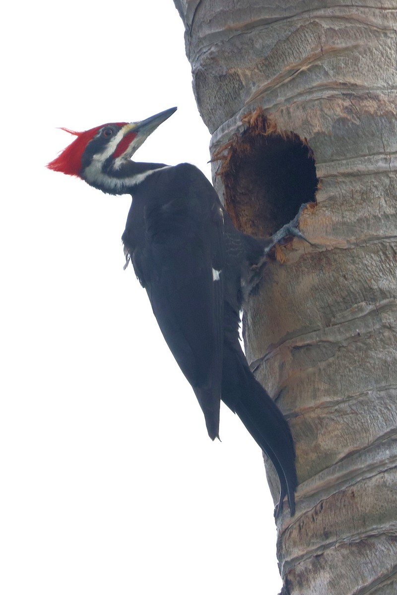 Pileated Woodpecker - ML616529102