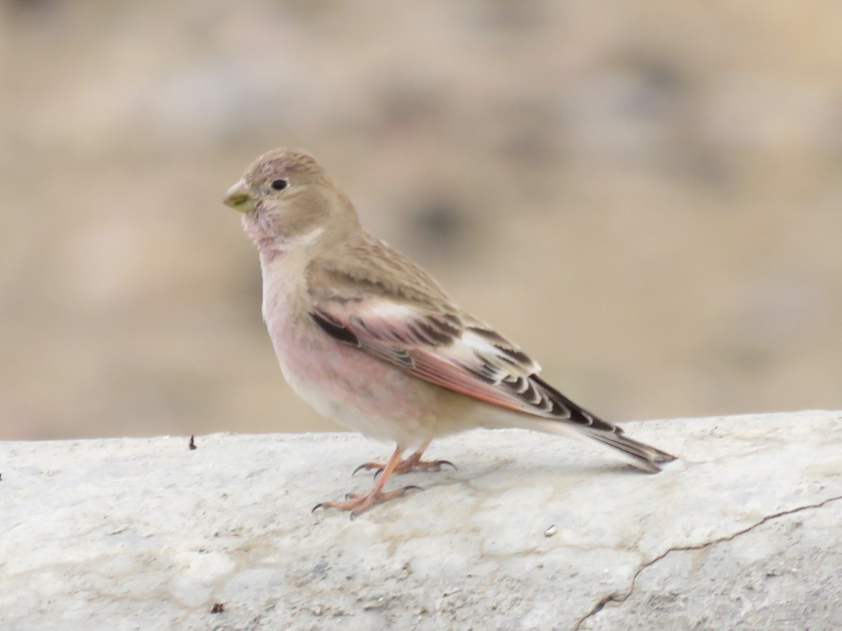 Mongolian Finch - ML616529114