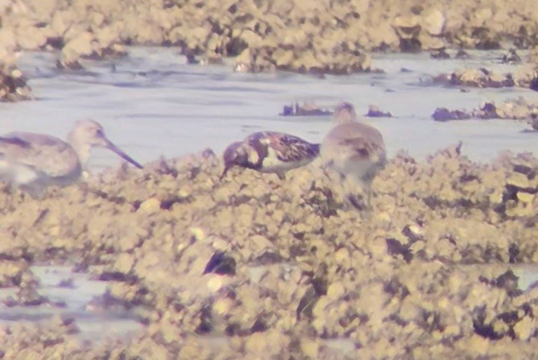 Ruddy Turnstone - Maggie Paxson