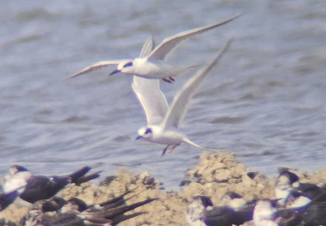 Forster's Tern - ML616529147