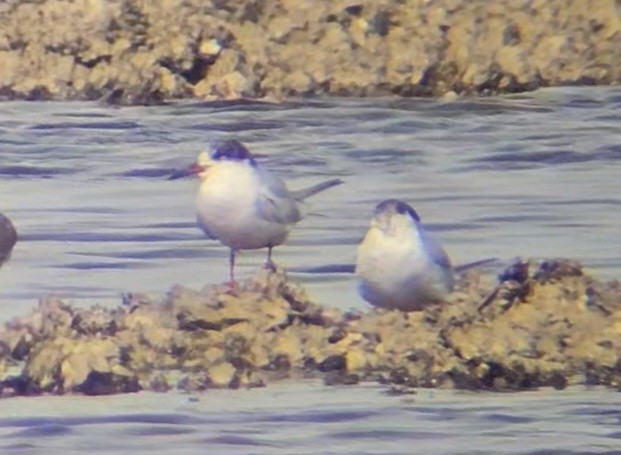 Common Tern - ML616529160