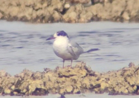 Common Tern - Maggie Paxson