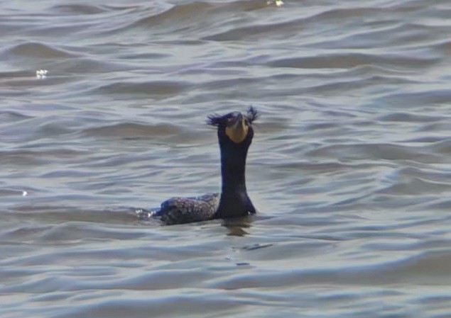 Double-crested Cormorant - Maggie Paxson