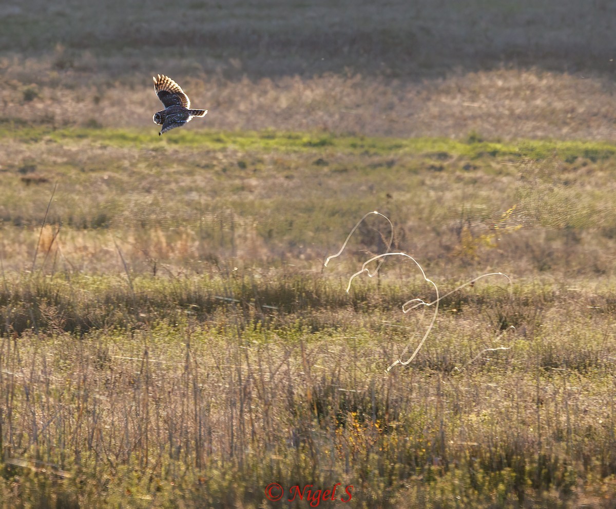 Short-eared Owl - Nigel S