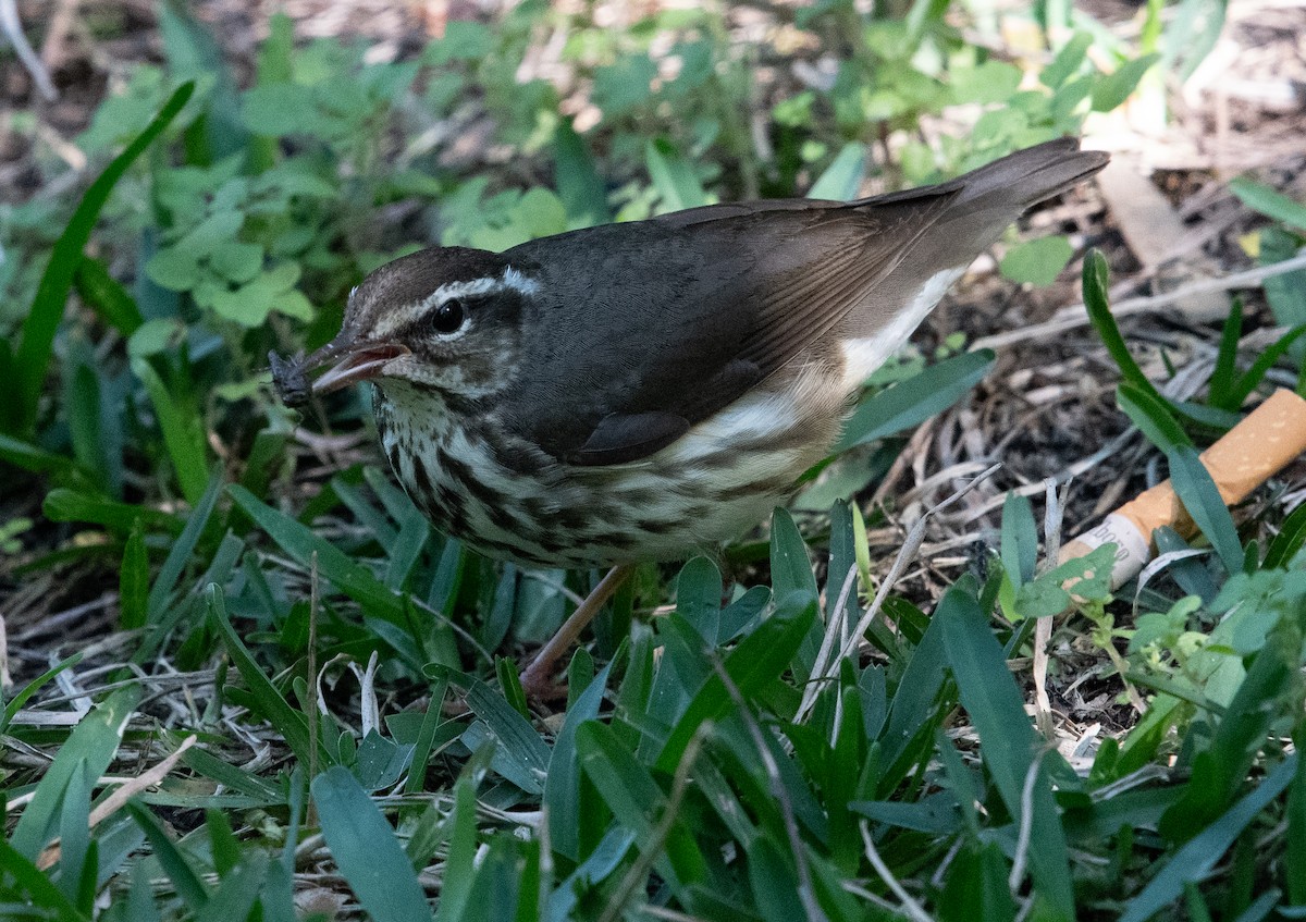 Louisiana Waterthrush - ML616529266