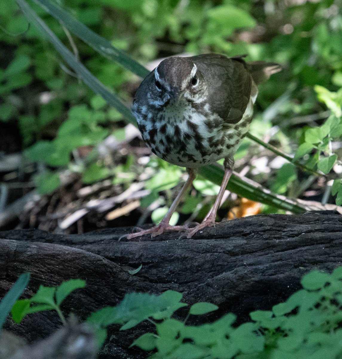 Louisiana Waterthrush - ML616529268