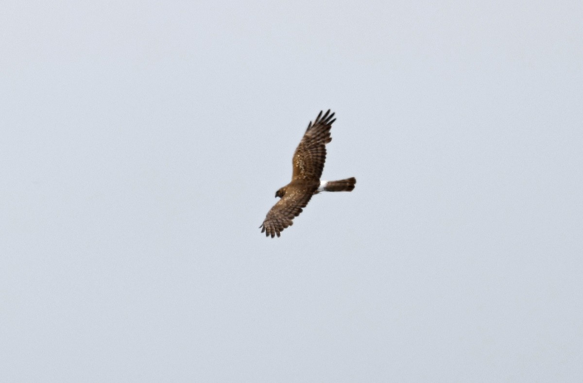 Northern Harrier - Paul Chapman