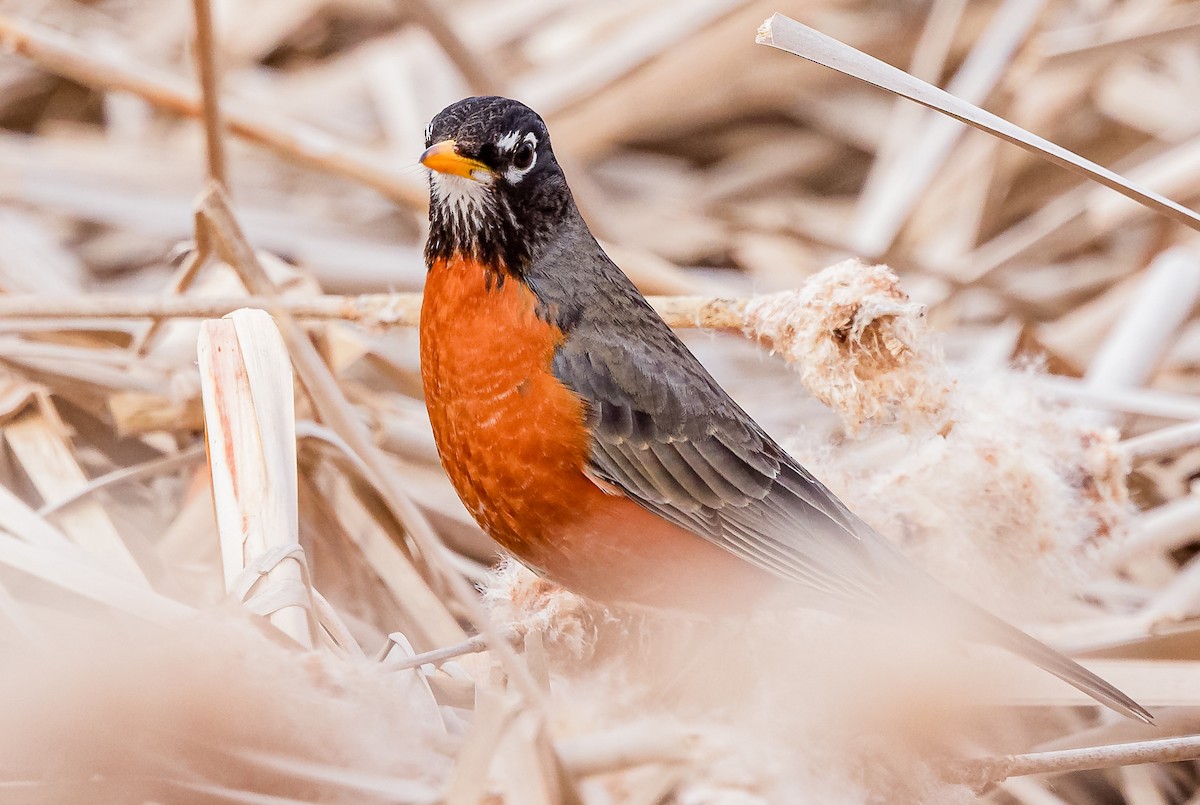 American Robin - ML616529408